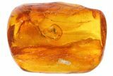 Detailed Fossil Beetle (Coleoptera) In Baltic Amber #87127-2